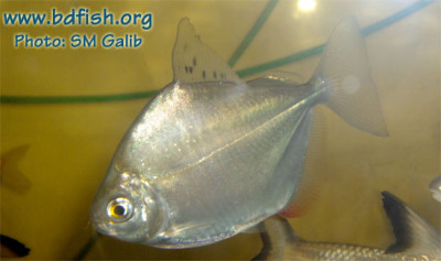 BdFISH Yellowpage