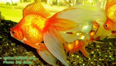 BdFISH Yellowpage