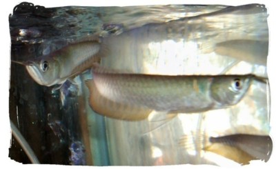 BdFISH Yellowpage