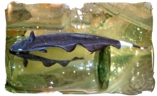 BdFISH Yellowpage