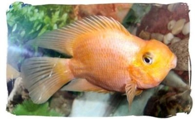 BdFISH Yellowpage