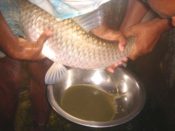 Sharnalata Agro Fisheries Ltd. (SAF)